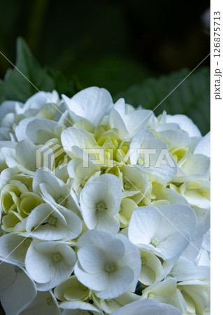 紫陽花 126875713