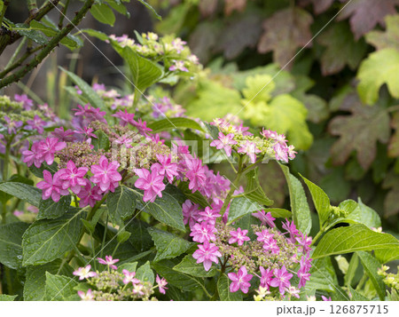 雨に濡れた額紫陽花の花 126875715