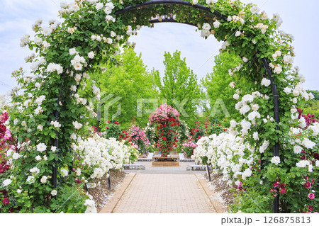 庄堺公園　満開のバラ園 126875813