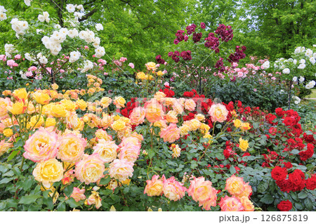 庄堺公園　満開のバラ園 126875819