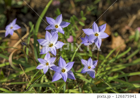 ハナニラ(花韮) ハナニラ(花韮) 126875941