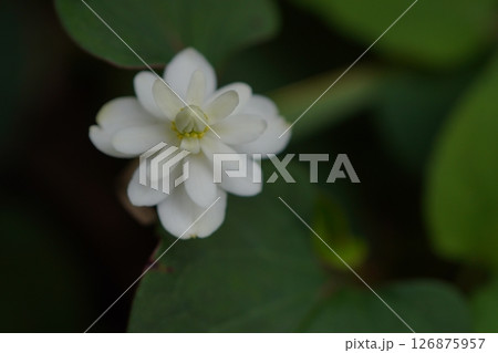 八重咲きドクダミ 126875957