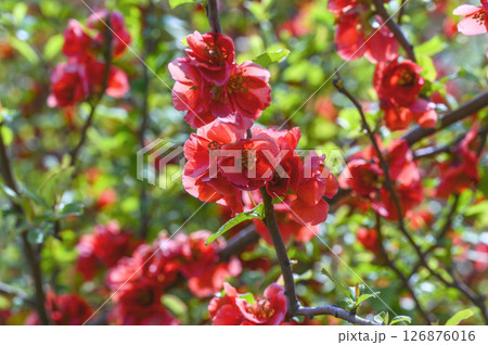 早春に咲く木瓜（ボケ）の花 126876016