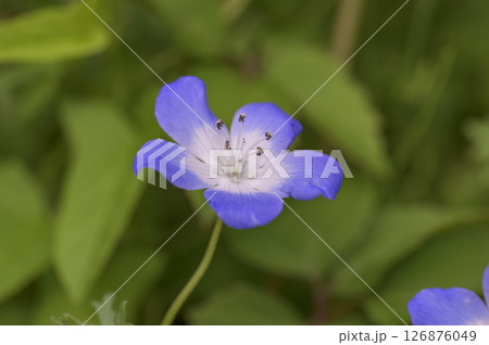 ネモフィラ ネモフィラ 126876049