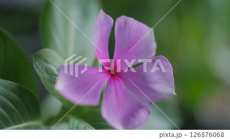 Tapak Dara Flowers (Catharanthus roseus) Tapak Dara Flowers (Catharanthus roseus) 126876068