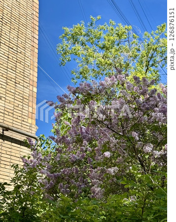 Vibrant Lilac Blooms Against Clear Blue Sky 126876151