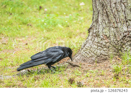 カラス（ハシボソガラス）　京都市京都御苑 126876243