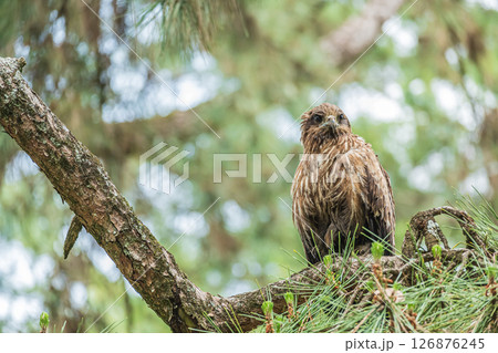 トビ　京都市京都御苑 126876245