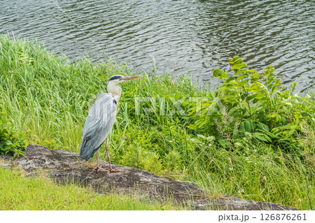 アオサギ 京都市鴨川 アオサギ 京都市鴨川 126876261