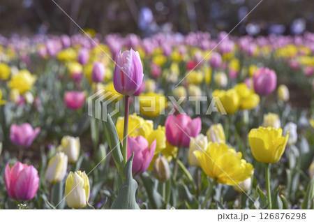 チューリップの花畑 126876298