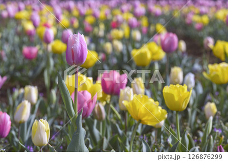 チューリップの花畑 チューリップの花畑 126876299