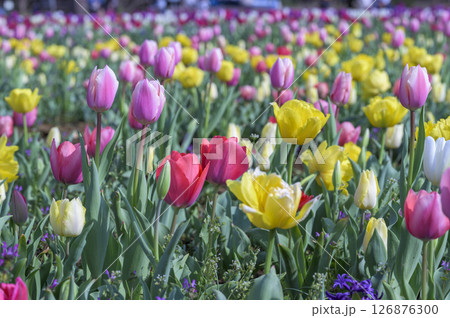 チューリップの花畑 126876300