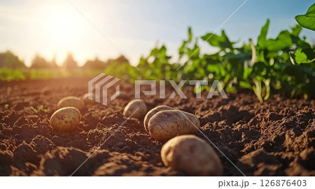 畑に転がったじゃがいも 126876403