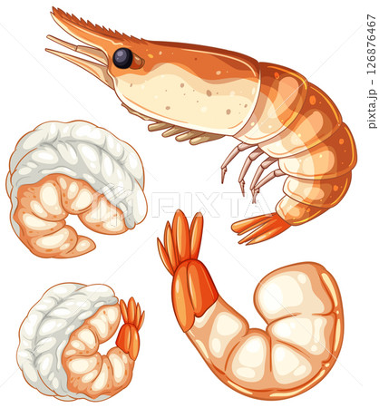Detailed Vector Illustration of Shrimp and Prawns 126876467