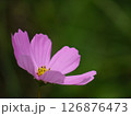 ピンク色のコスモスの花が咲いています 126876473