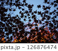 紅葉と青空のコントラスト 126876474