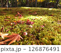 きのこと苔の上に落ちた紅葉 126876491