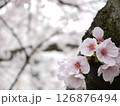 幹に咲いた桜 126876494