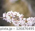 春の日差しを浴びて輝く満開の桜 126876495