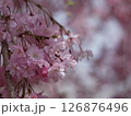 濃いピンクの満開の八重桜 126876496