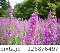 紫色の花の絨毯 126876497