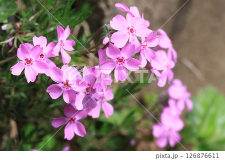 クローズアップ撮影したシバザクラの花 126876611