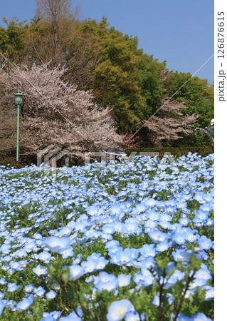 一面のネモフィラの花と満開の桜の花 一面のネモフィラの花と満開の桜の花 126876615