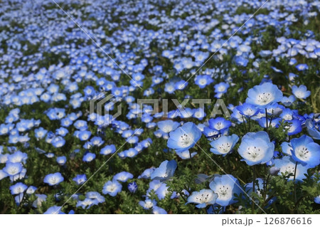 一面のネモフィラの花 126876616
