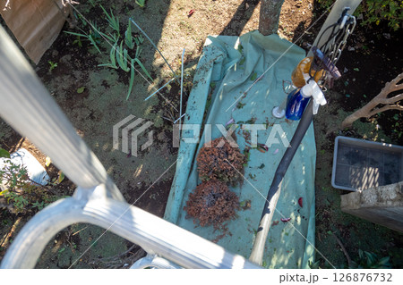 枯れた檜葉の玉を切り落とす 126876732