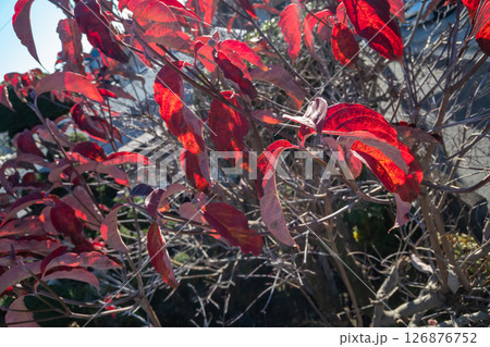 冬のお庭のハナミズキ 冬のお庭のハナミズキ 126876752