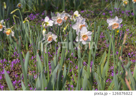 クチベニズイセン(口紅水仙) クチベニズイセン(口紅水仙) 126876822