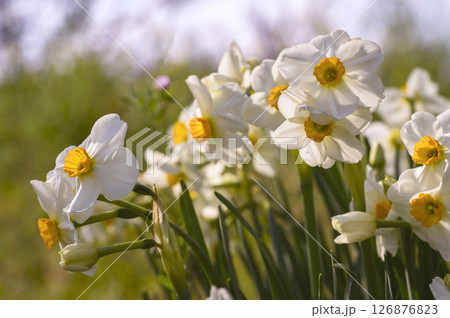 クチベニズイセン(口紅水仙) クチベニズイセン(口紅水仙) 126876823