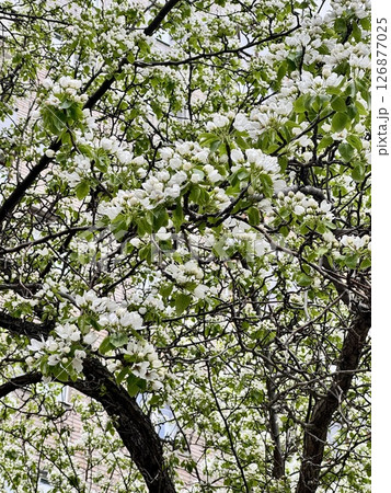 Blooming flowers in the park close-up 126877025
