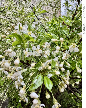 Beautiful Cherry Blossom Blossoms in Spring Beautiful Cherry Blossom Blossoms in Spring 126877026