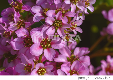 ヒマラヤユキノシタ（ベルゲニア） 126877107