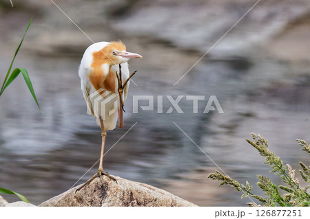 趾で顎を掻くアマサギ 126877251