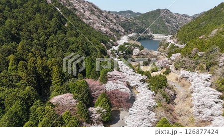 桜満開の諭鶴羽ダム 126877424