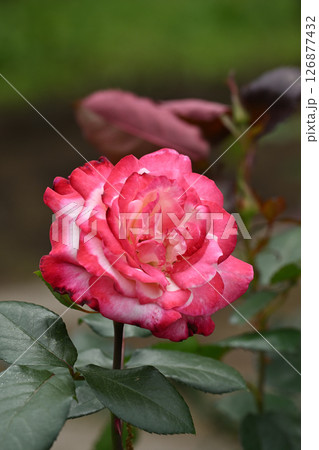 聖火・バラ 126877432