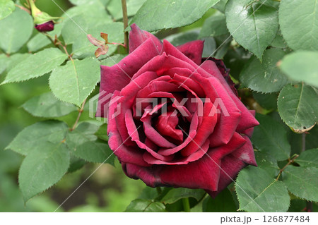 オクラホマ・バラ 126877484