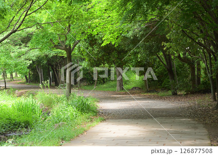 牛久保公園 くさぶえのみち 牛久保公園 くさぶえのみち 126877508