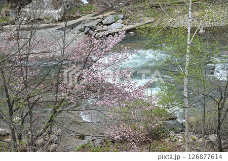 桜の花の下を流れる渓谷の川 126877614