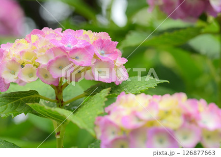 アジサイ アジサイ 126877663
