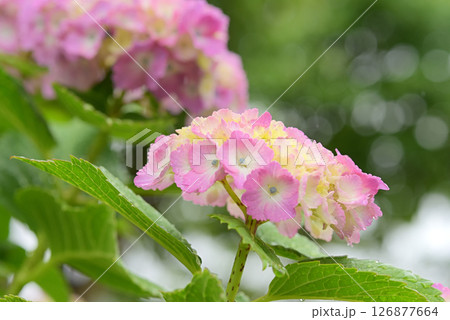 アジサイ　 126877664