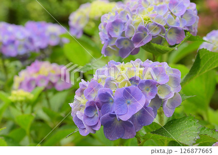 アジサイ アジサイ 126877665