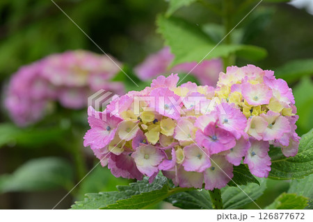アジサイ アジサイ 126877672