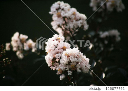 サルスベリ　ブラックパール.の白い花 126877761