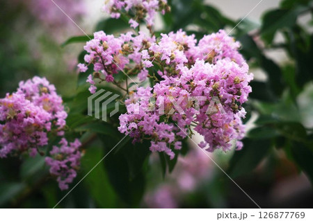 サルスベリ ピンク色の花 サルスベリ ピンク色の花 126877769