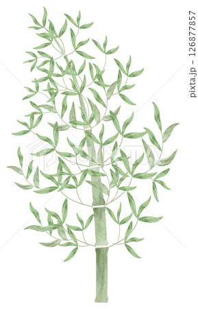シンプルな竹のイラスト 126877857
