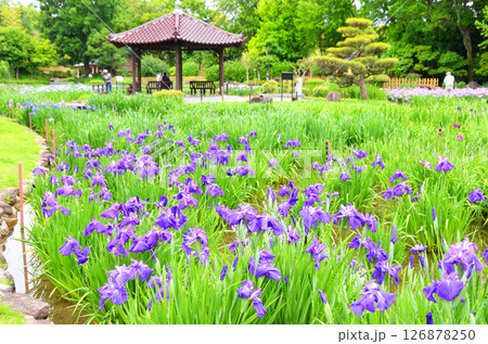 大阪　ハナショウブが咲き誇る城北菖蒲園の風景 126878250