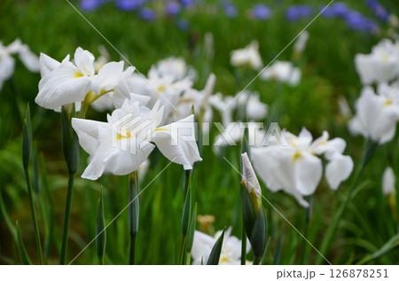 大阪 城北菖蒲園のハナショウブ 大阪 城北菖蒲園のハナショウブ 126878251